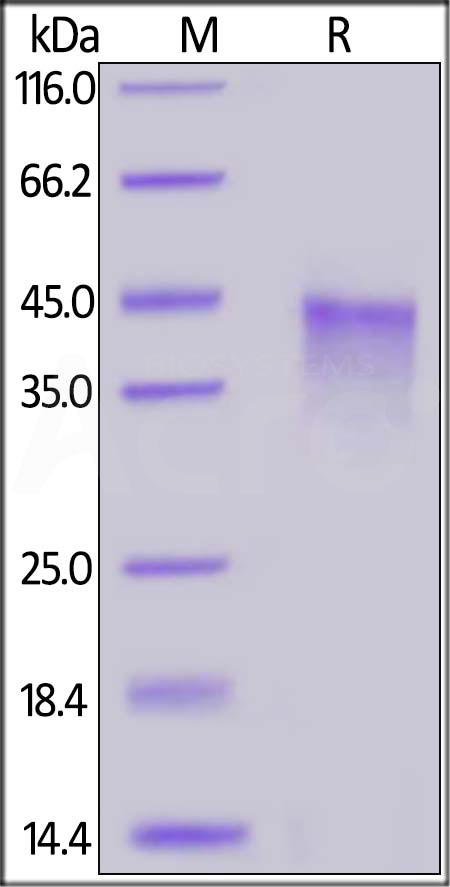 OX0-H5224-sds