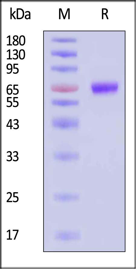 OX0-H5255-sds