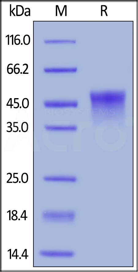 OX40 SDS-PAGE