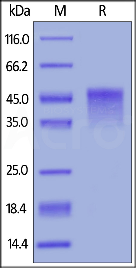 OX40 SDS-PAGE