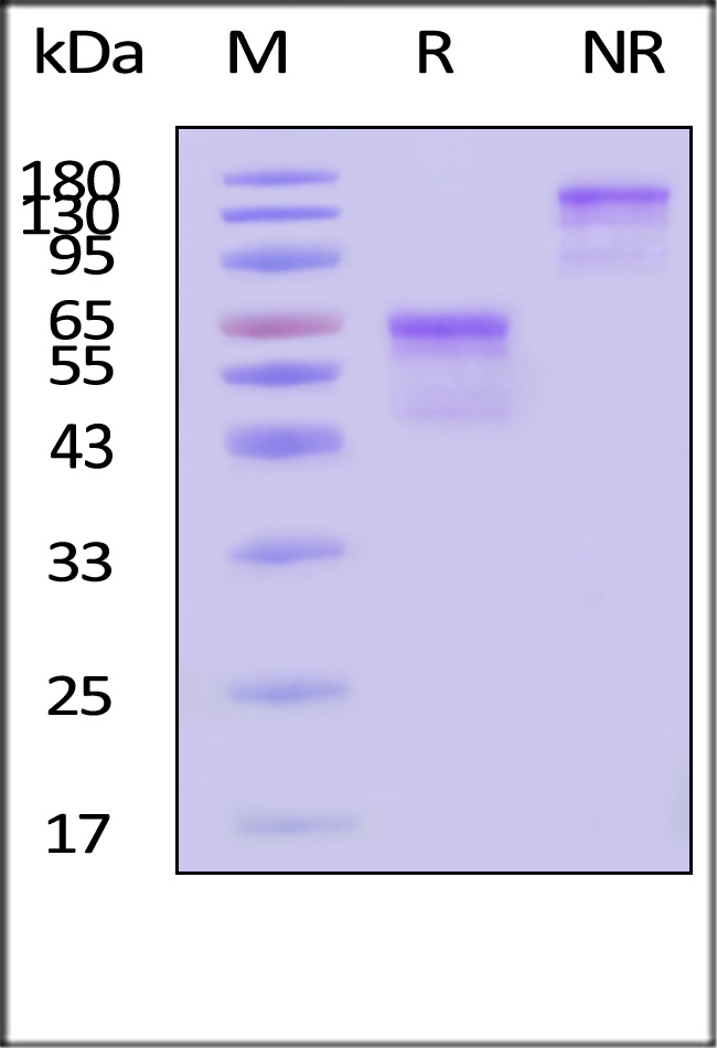 OX40 SDS-PAGE