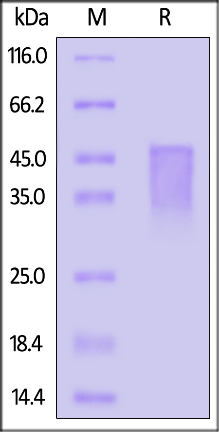 OX40 SDS-PAGE