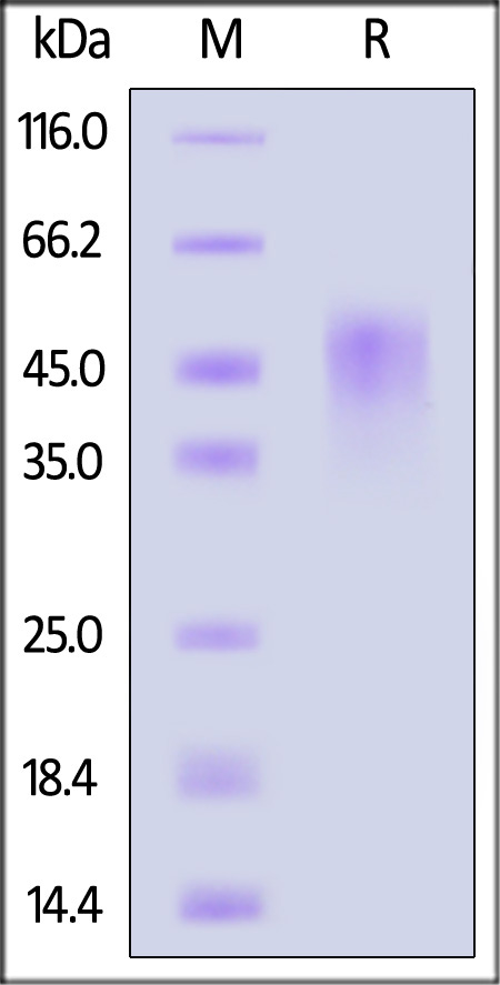 OX0-R52H9-sds