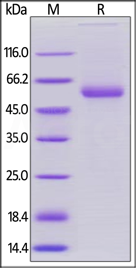 OX40 Ligand SDS-PAGE