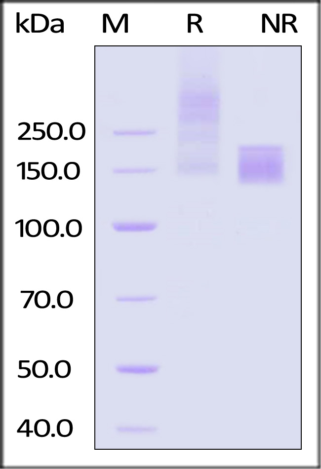 OXL-H82F5-sds