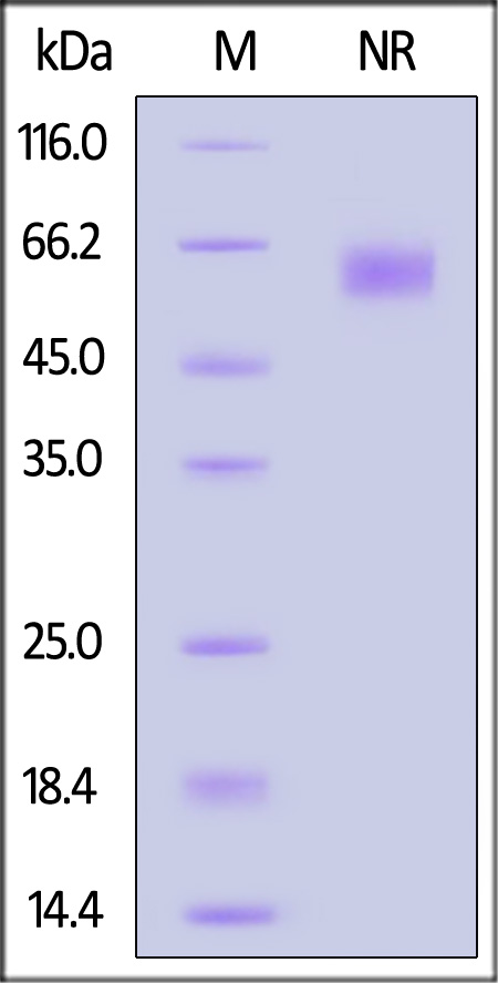 OX40 Ligand SDS-PAGE