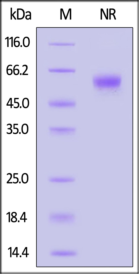 OX40 Ligand SDS-PAGE