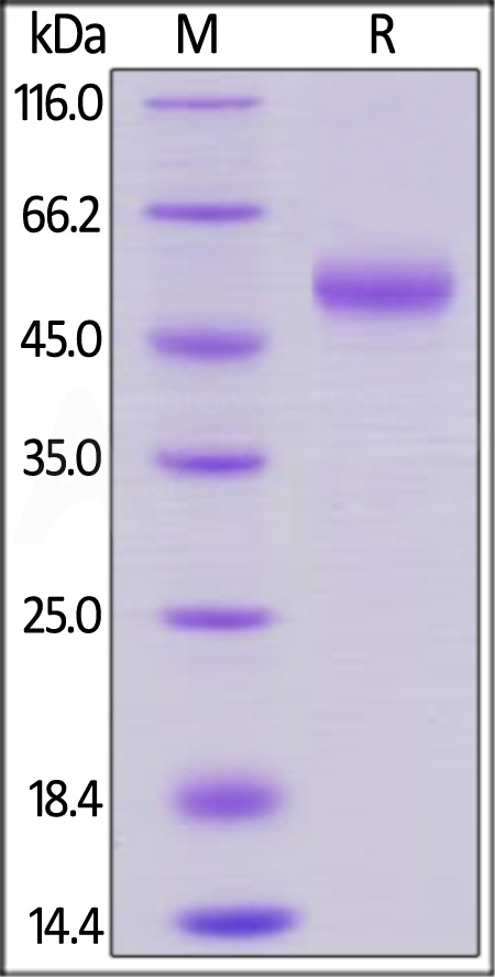 OX40 Ligand SDS-PAGE