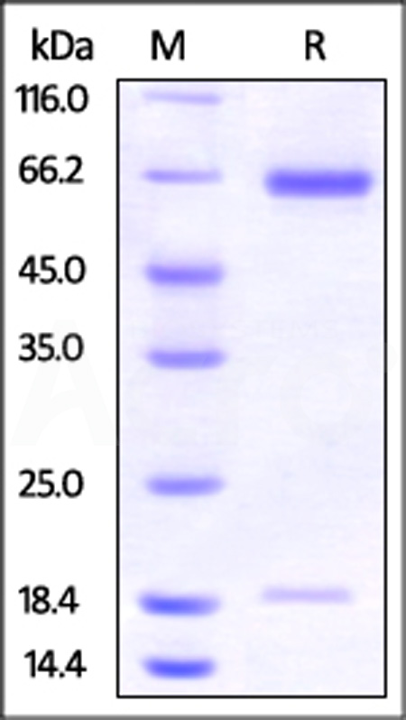 PC9-H52E4-sds