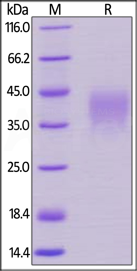 PD-1 SDS-PAGE