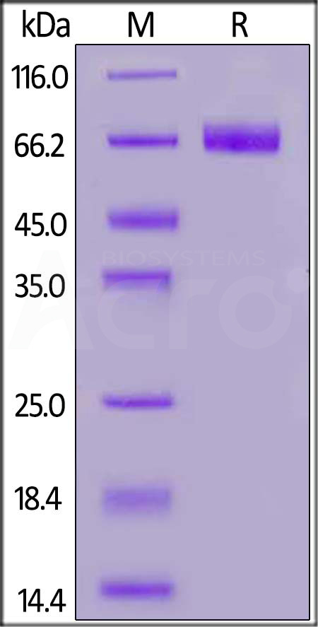 PD1-M5251-sds