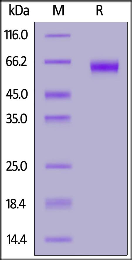 PD1-M82F4-sds