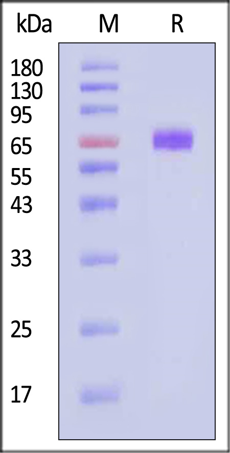 PD-L2 SDS-PAGE