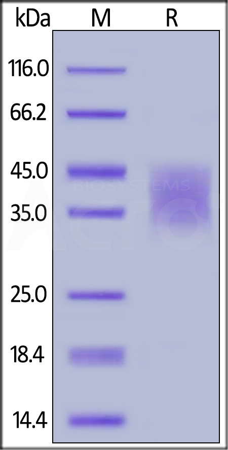 PD-L2 SDS-PAGE