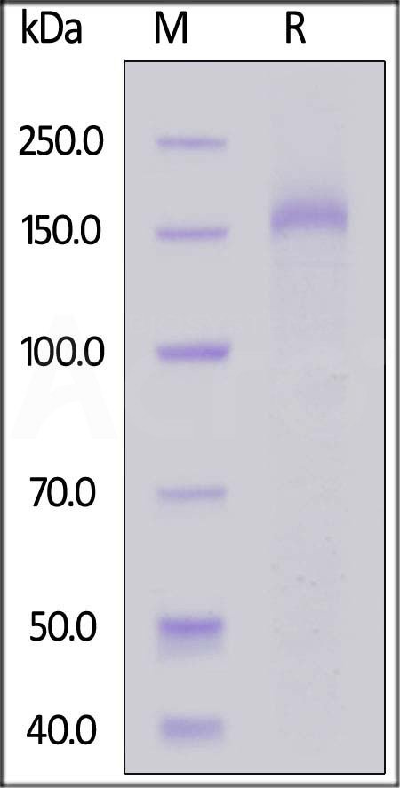 PL2-H52H3-sds