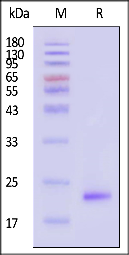 Pleiotrophin SDS-PAGE