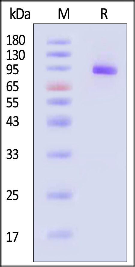 post-gB SDS-PAGE