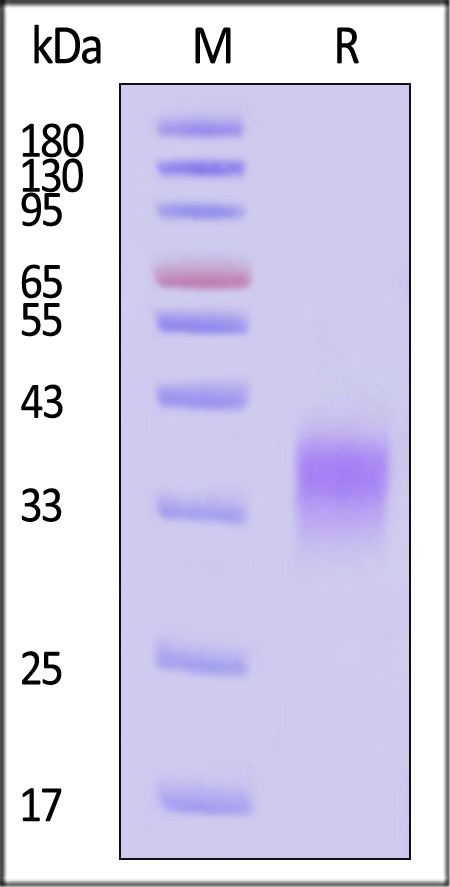 PR1-H52H4-sds