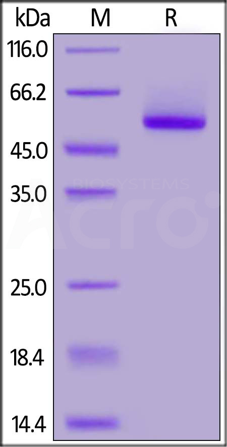 PRN-R52H6-sds