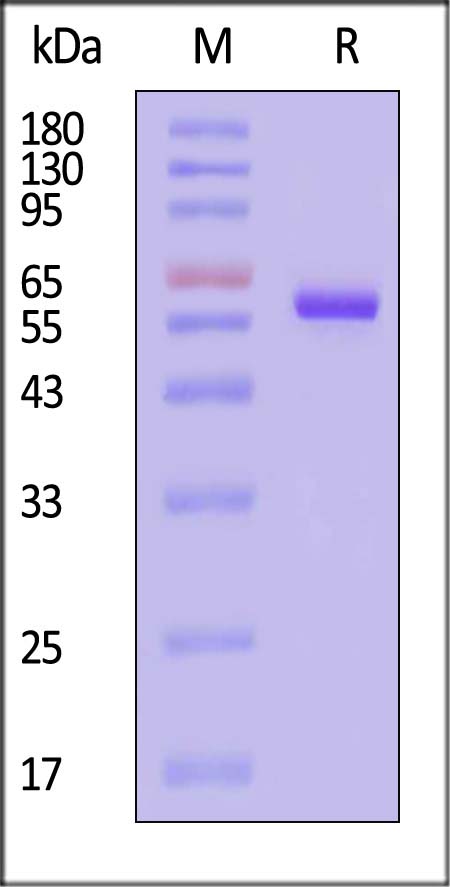 Prolactin R SDS-PAGE