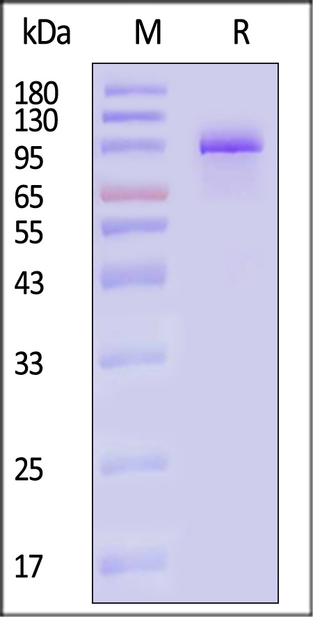 PSA-C82Q6-sds