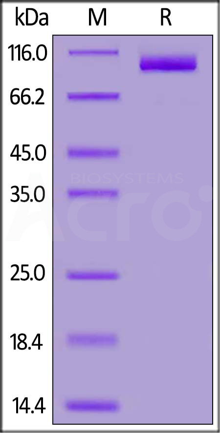 PSMA SDS-PAGE