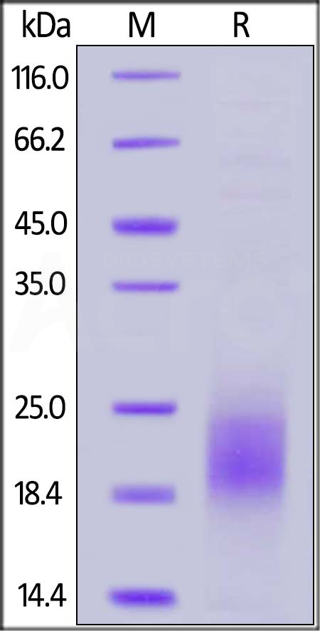 PSCA SDS-PAGE