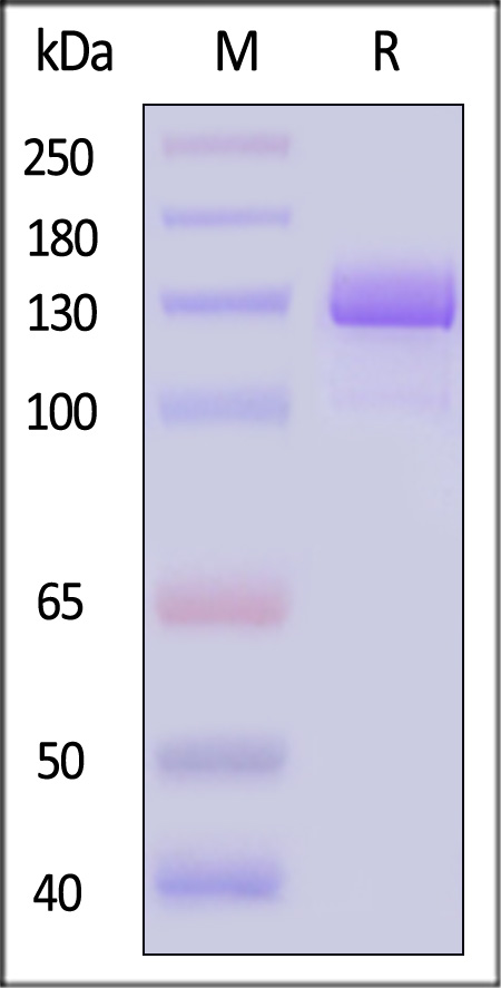 PSA-H82F7-sds