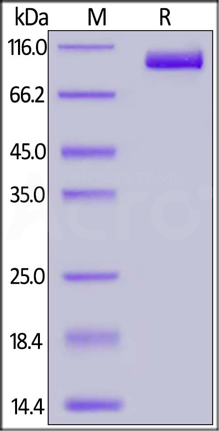 PSMA SDS-PAGE