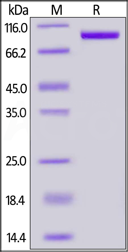 PSMA SDS-PAGE