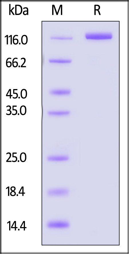 PSA-M5266-sds