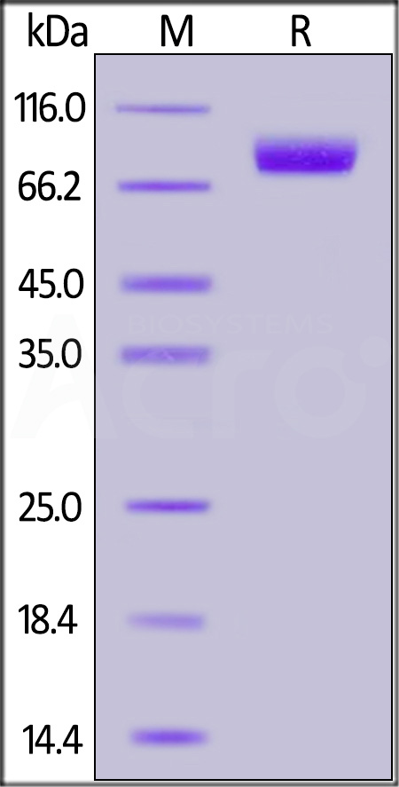 Nectin-1 SDS-PAGE