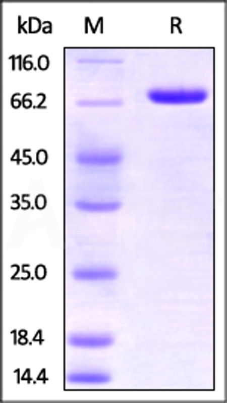 Nectin-2 SDS-PAGE