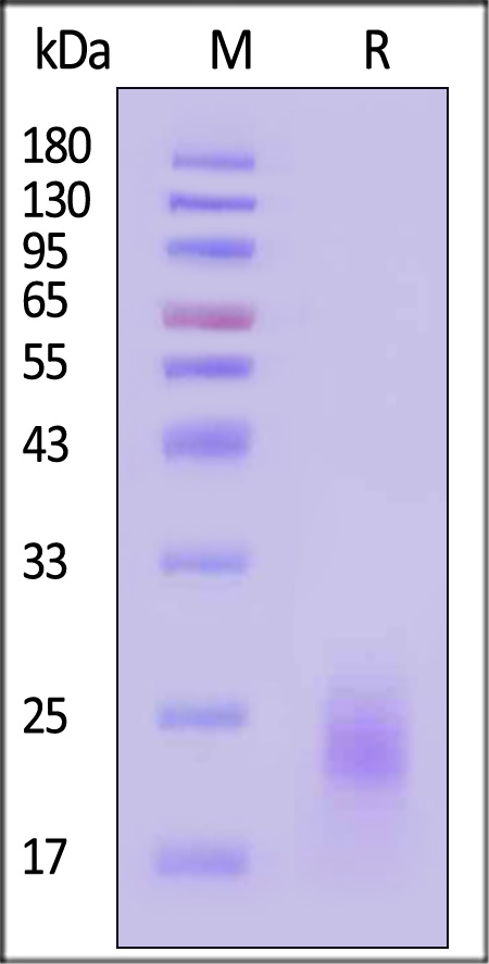 PVRIG SDS-PAGE