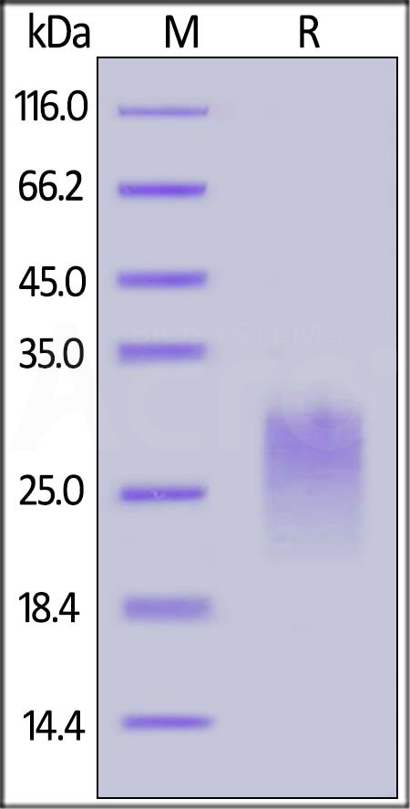 PVRIG SDS-PAGE