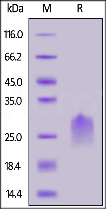 PVRIG SDS-PAGE