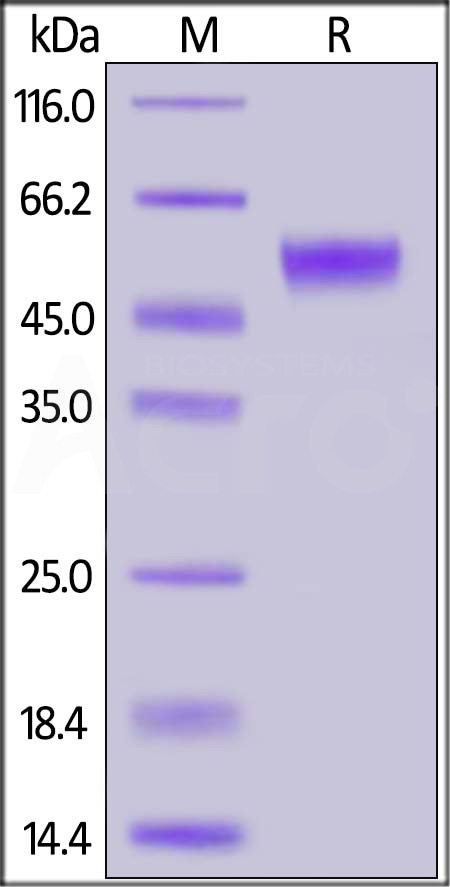 PVRIG SDS-PAGE