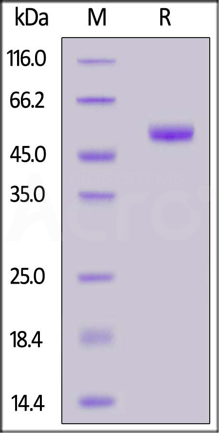 Mouse PVRIG, Mouse IgG2a Fc Tag (Cat. No. PVG-M5253) SDS-PAGE gel