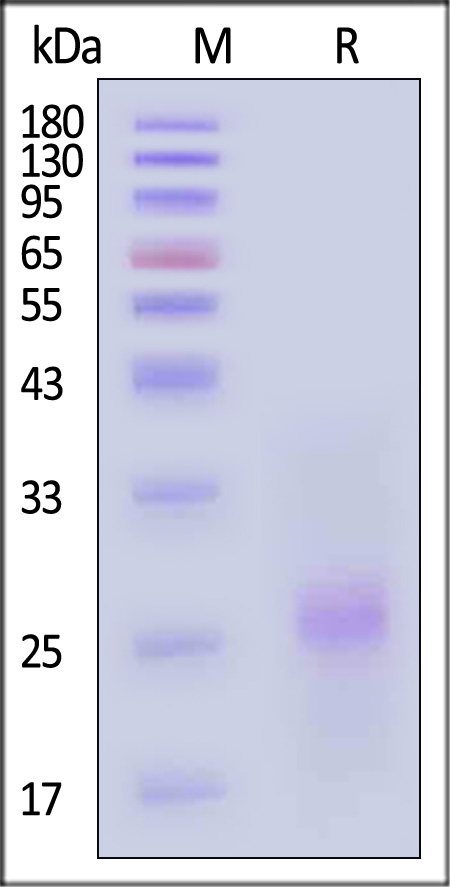 PVG-R52H8-sds