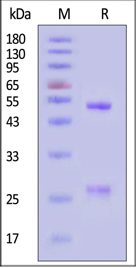 Glycoprotein/G Protein (RABV) SDS-PAGE