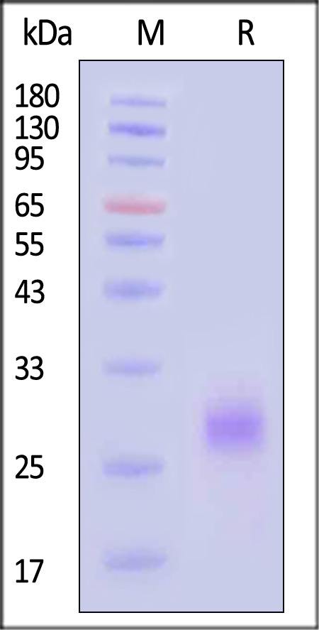 RAL-H5217-sds