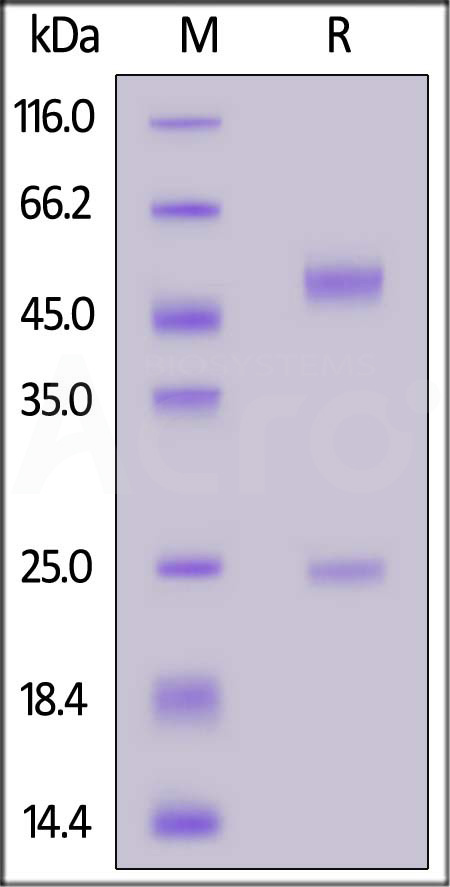 RIB-Y35c-sds