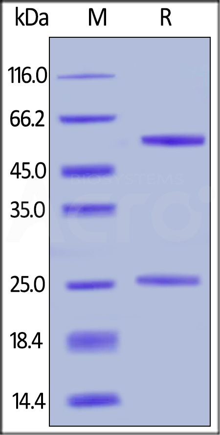 Rituximab SDS-PAGE