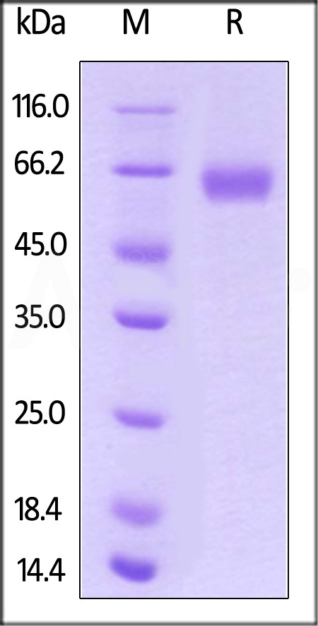 RO1-H522y-sds