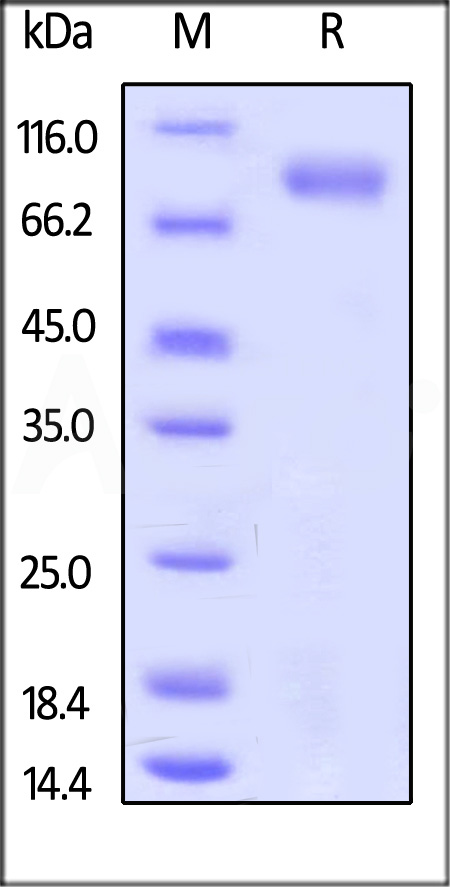 ROR1 SDS-PAGE