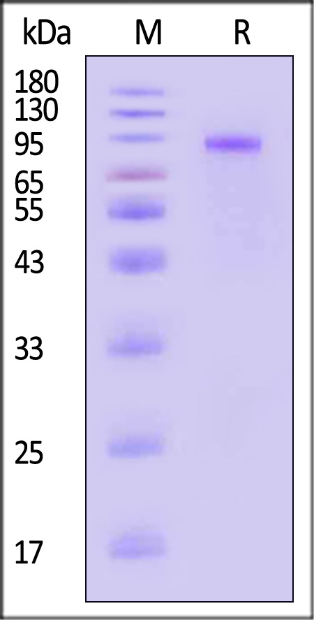 RO1-H5256-sds