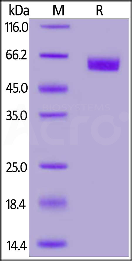 RO1-HF258-sds