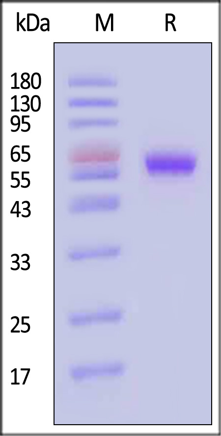 RO1-M82E3-sds