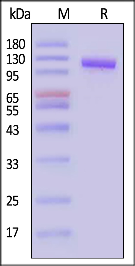 RO1-M82F3-sds