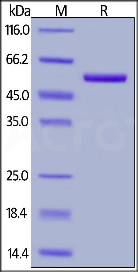 Biotinylated Human ROR2, His,Avitag (Cat. No. RO2-H82E3) SDS-PAGE gel